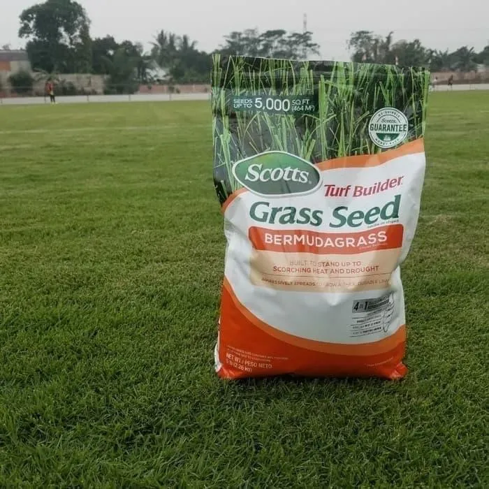 benih rumput bermuda grass
